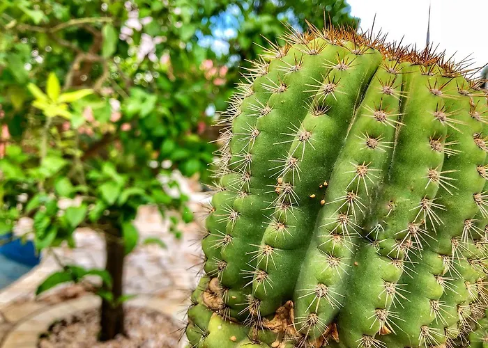 住宿加早餐酒店 Nilosira