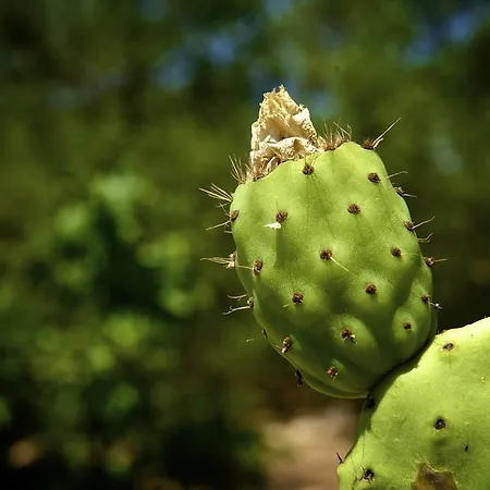 Bed and breakfast Nilosira 3*