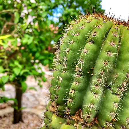 Bed and breakfast Nilosira